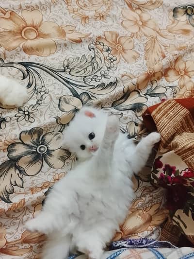 kitten for sale