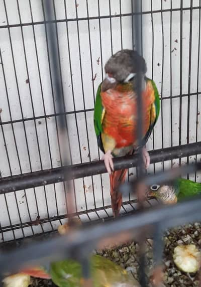 Fertile & Breeder  Highred Conors Breeder Pairs
