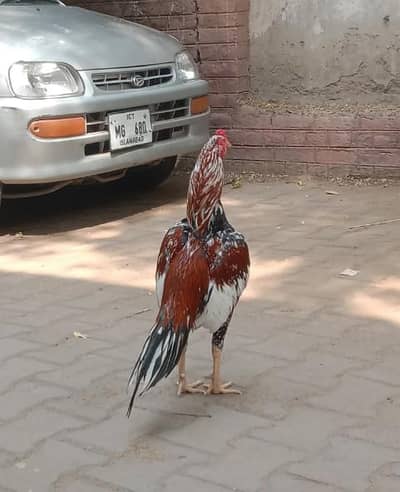 Pure Miawali