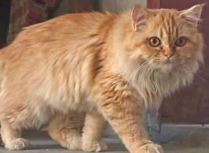 Persion Male Cat Trained for All