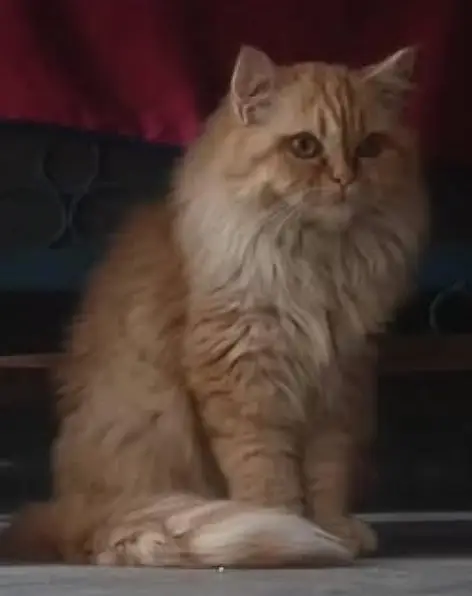Persion Male Cat Trained for All — photo 2
