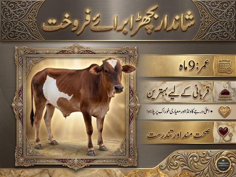 خوبصورت تندرست اور ایکٹو بچھڑا ۔ قربانی کیلئے بہترین انتخاب 0