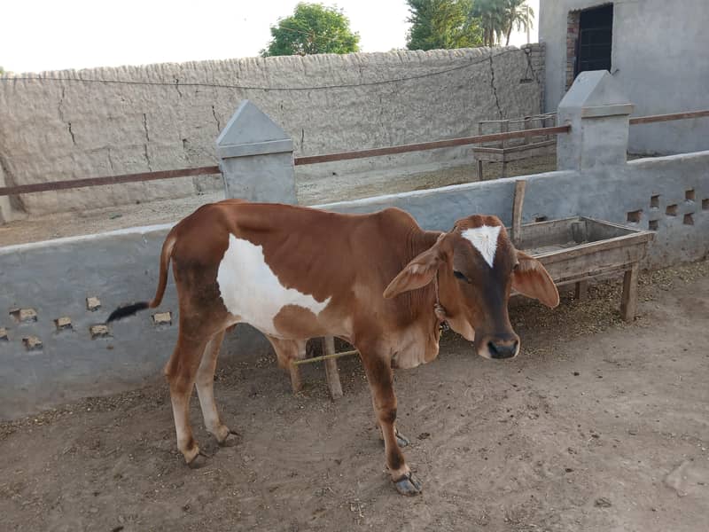 خوبصورت تندرست اور ایکٹو بچھڑا ۔ قربانی کیلئے بہترین انتخاب 1