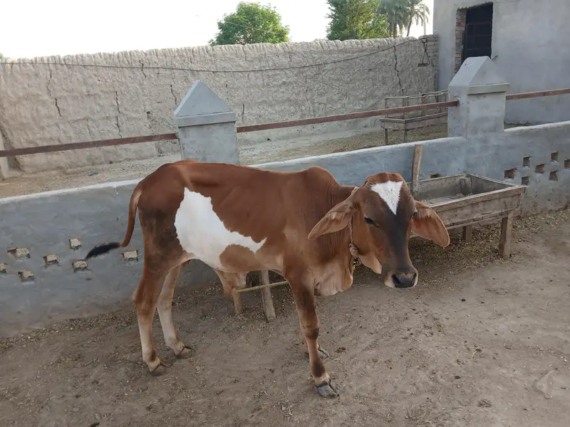 خوبصورت تندرست اور ایکٹو بچھڑا ۔ قربانی کیلئے بہترین انتخاب — photo 2