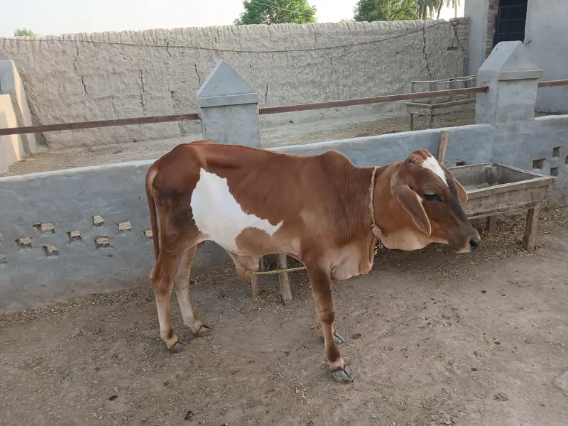 خوبصورت تندرست اور ایکٹو بچھڑا ۔ قربانی کیلئے بہترین انتخاب — photo 3