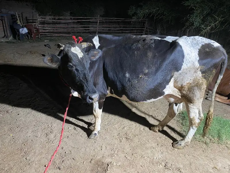 cross cow for sale ha