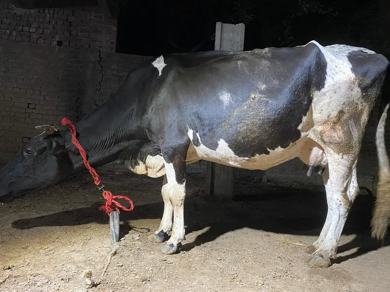 cross cow for sale ha — photo 2