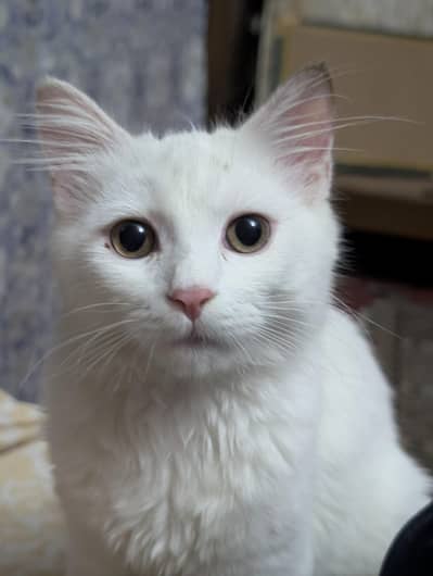 Persian female