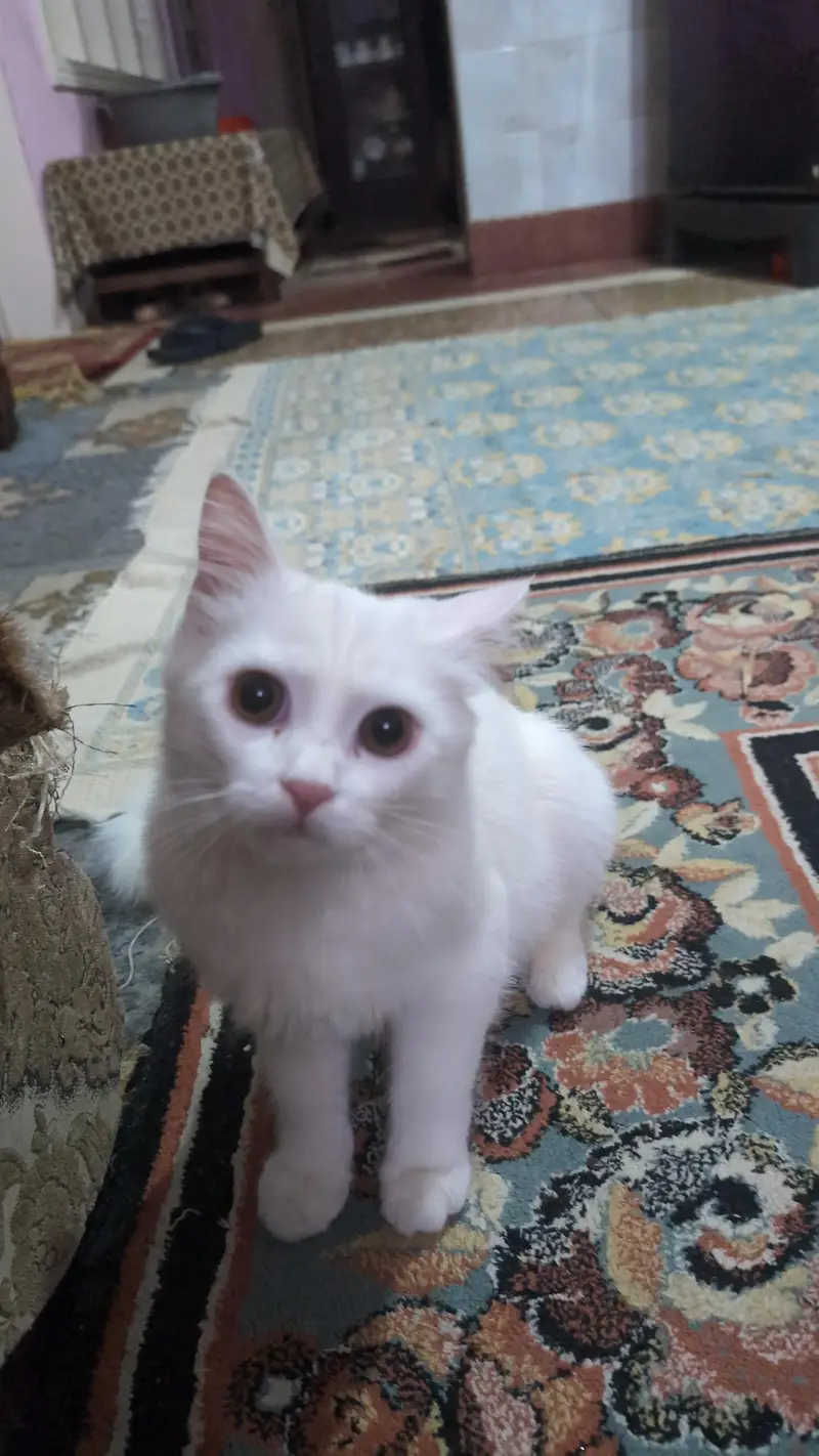Persian female — photo 2