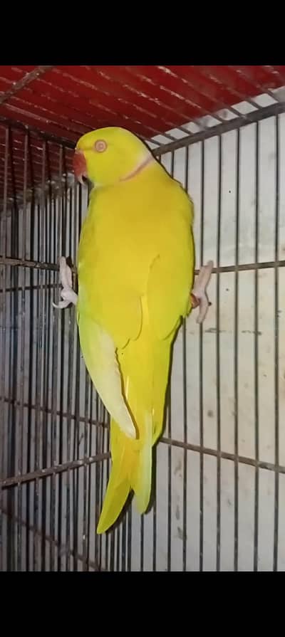 yellow ringneck male parrot available  health and active mashallah