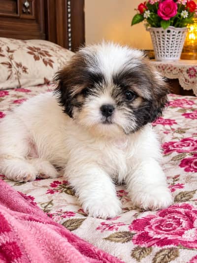 shih tzu puppy available for adoption free