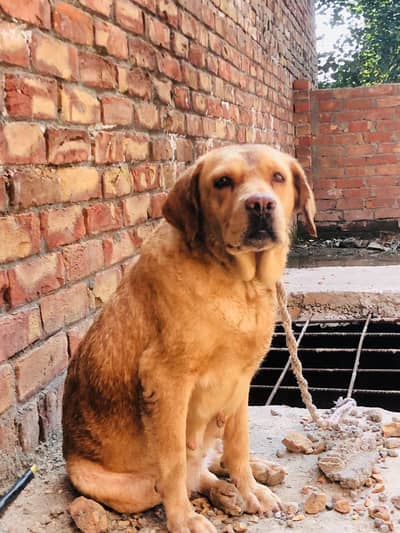 labra dog female sale