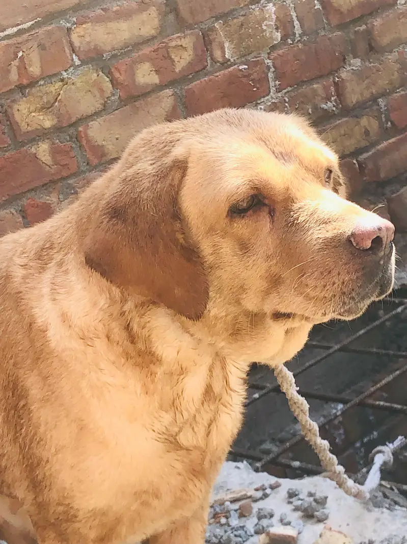 labra dog female sale — photo 2
