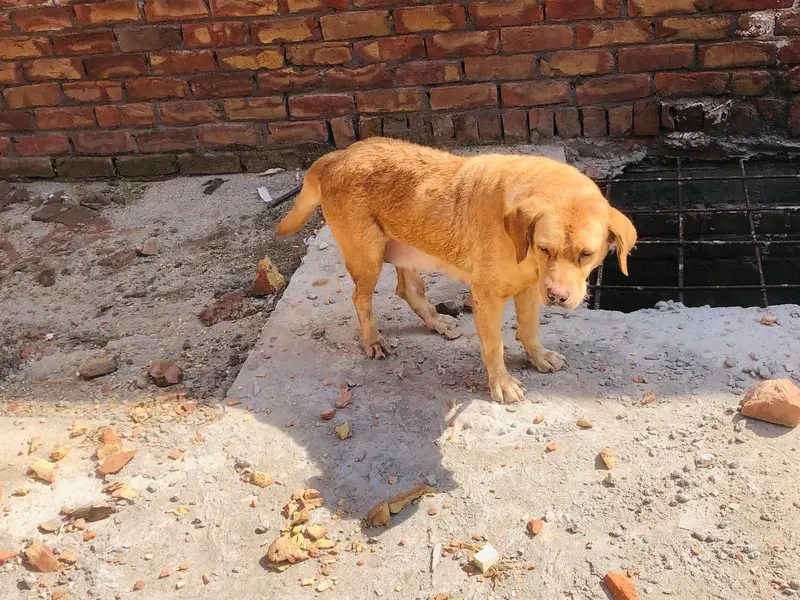 labra dog female sale — photo 3