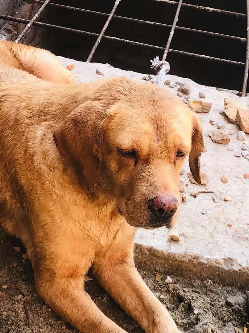 labra dog female sale — photo 4