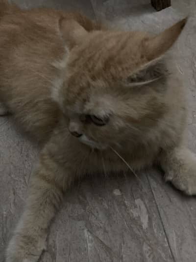 Persian Cat