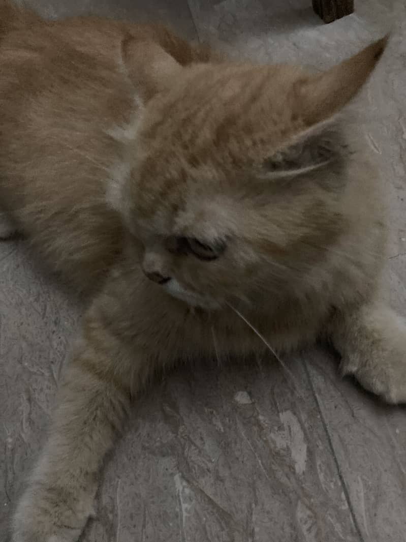 Persian Cat 0