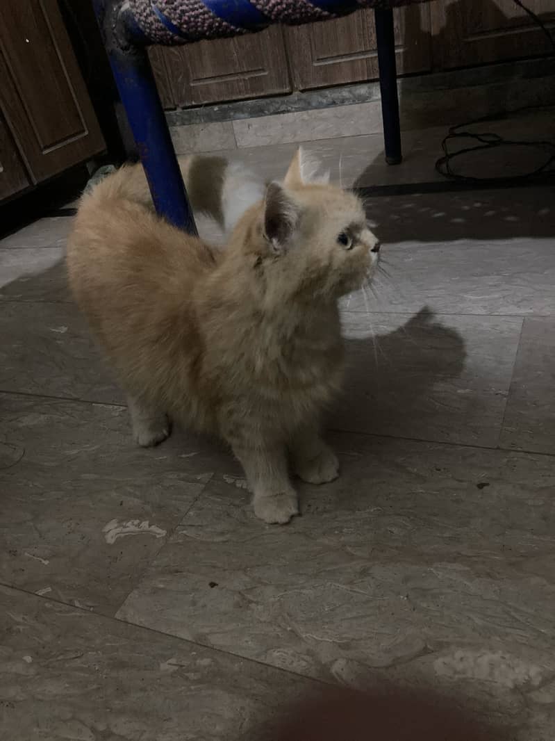 Persian Cat 1