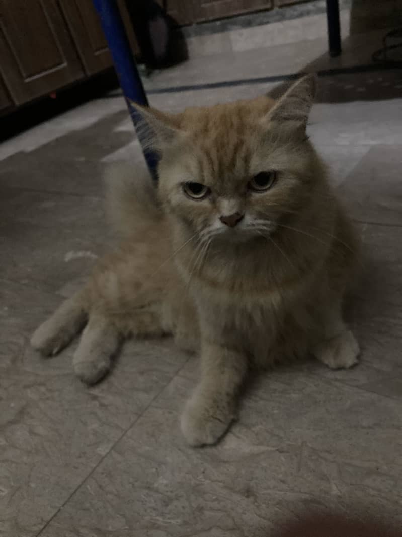 Persian Cat 2