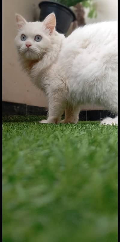 fluffy white hair's Persian Cat with ocean  blue  eyes