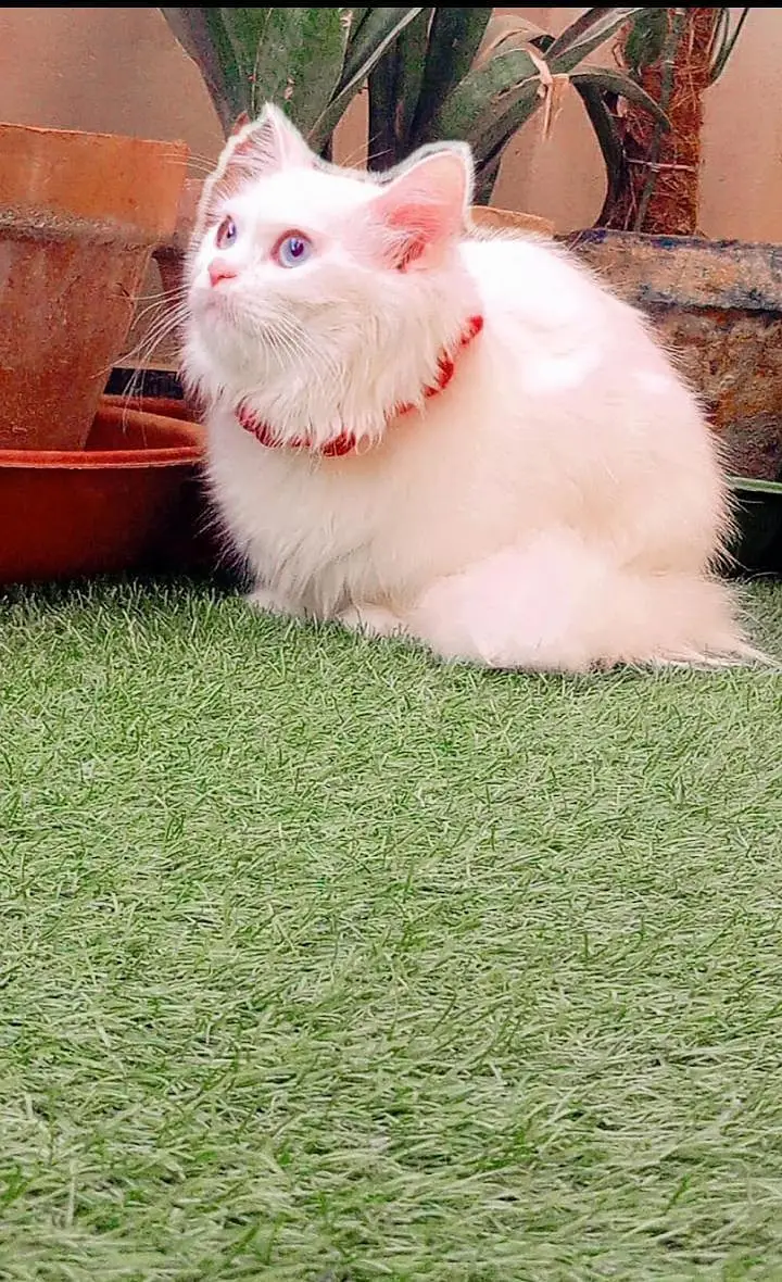 fluffy white hair's Persian Cat with ocean  blue  eyes — photo 2