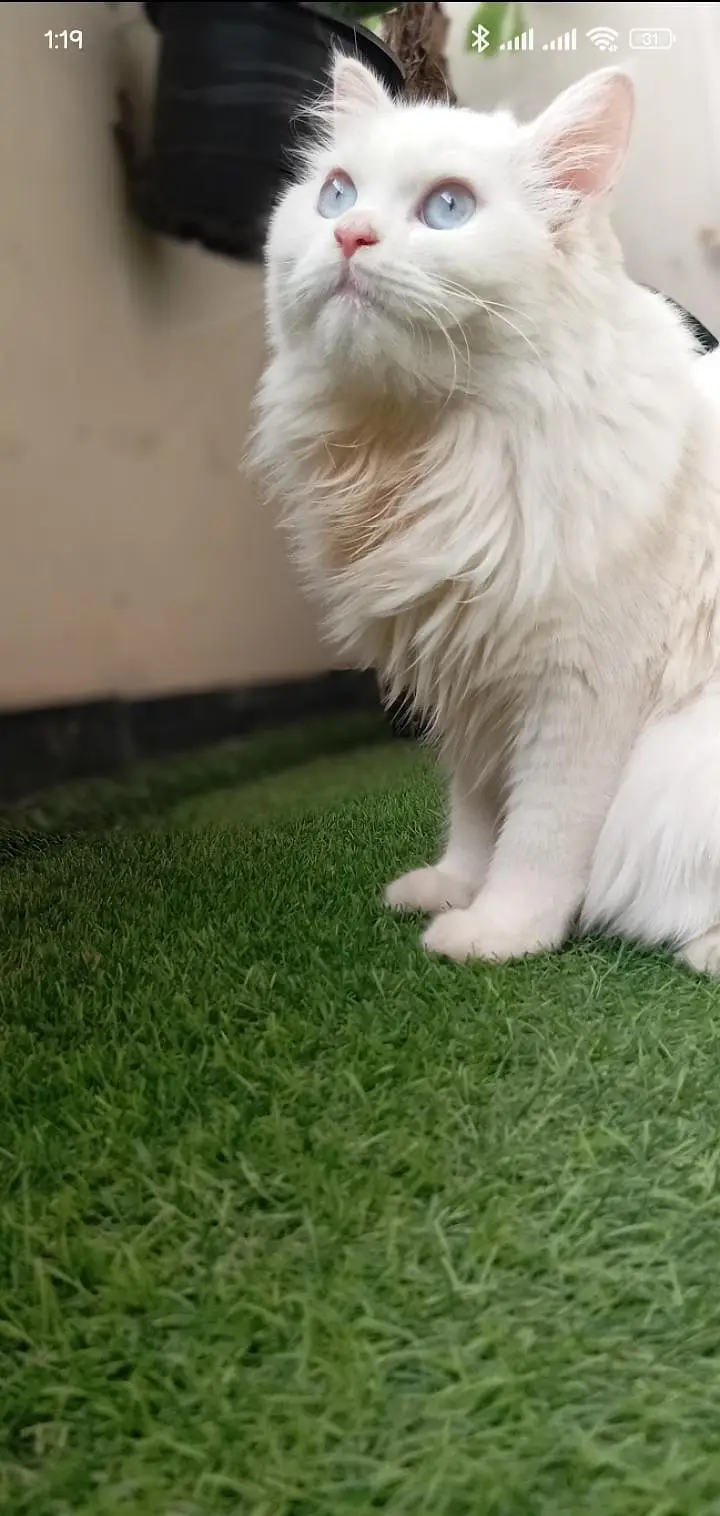 fluffy white hair's Persian Cat with ocean  blue  eyes — photo 3