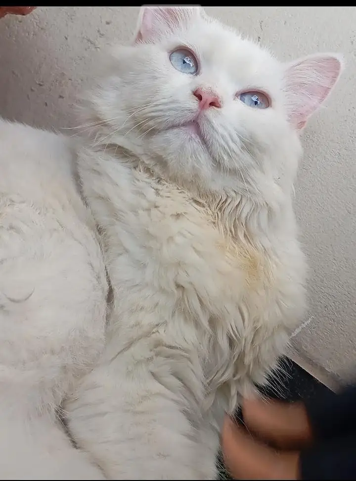 fluffy white hair's Persian Cat with ocean  blue  eyes — photo 4