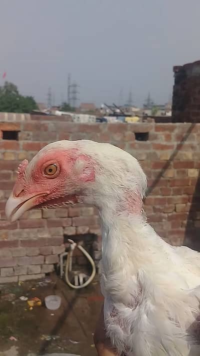 pepar white long hight heera aseel