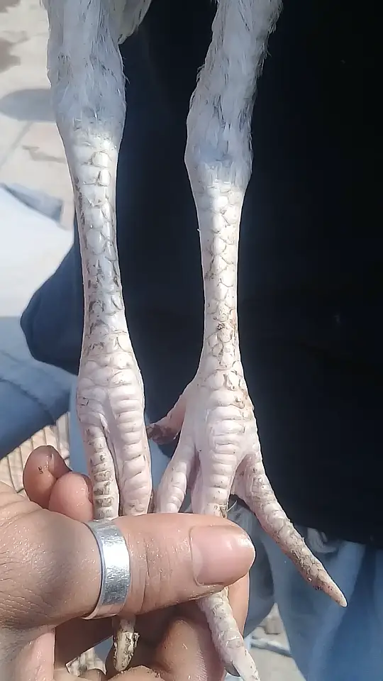 pepar white long hight heera aseel — photo 3