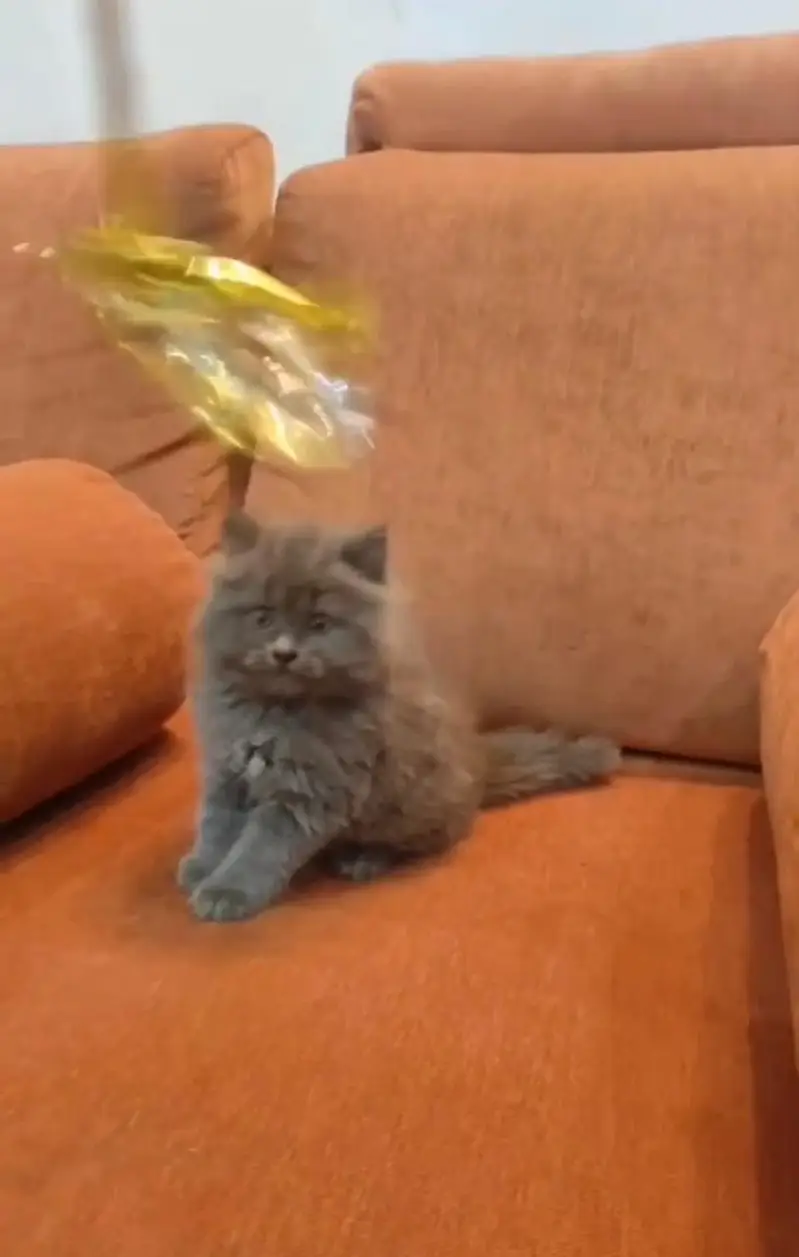 Persian kittens | triple coat | fluffy |0320//56065//57 — photo 3