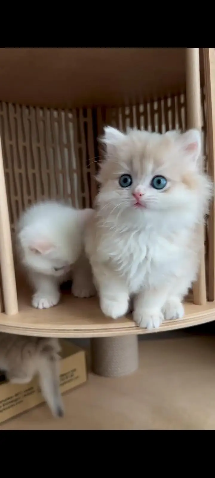 Persian kittens | triple coat | fluffy |0320//56065//57 — photo 3