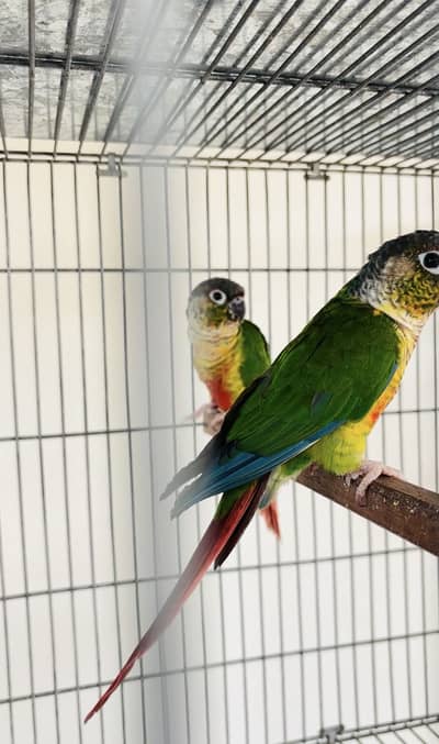yellow sided green cheek conure with dna and cages for sale