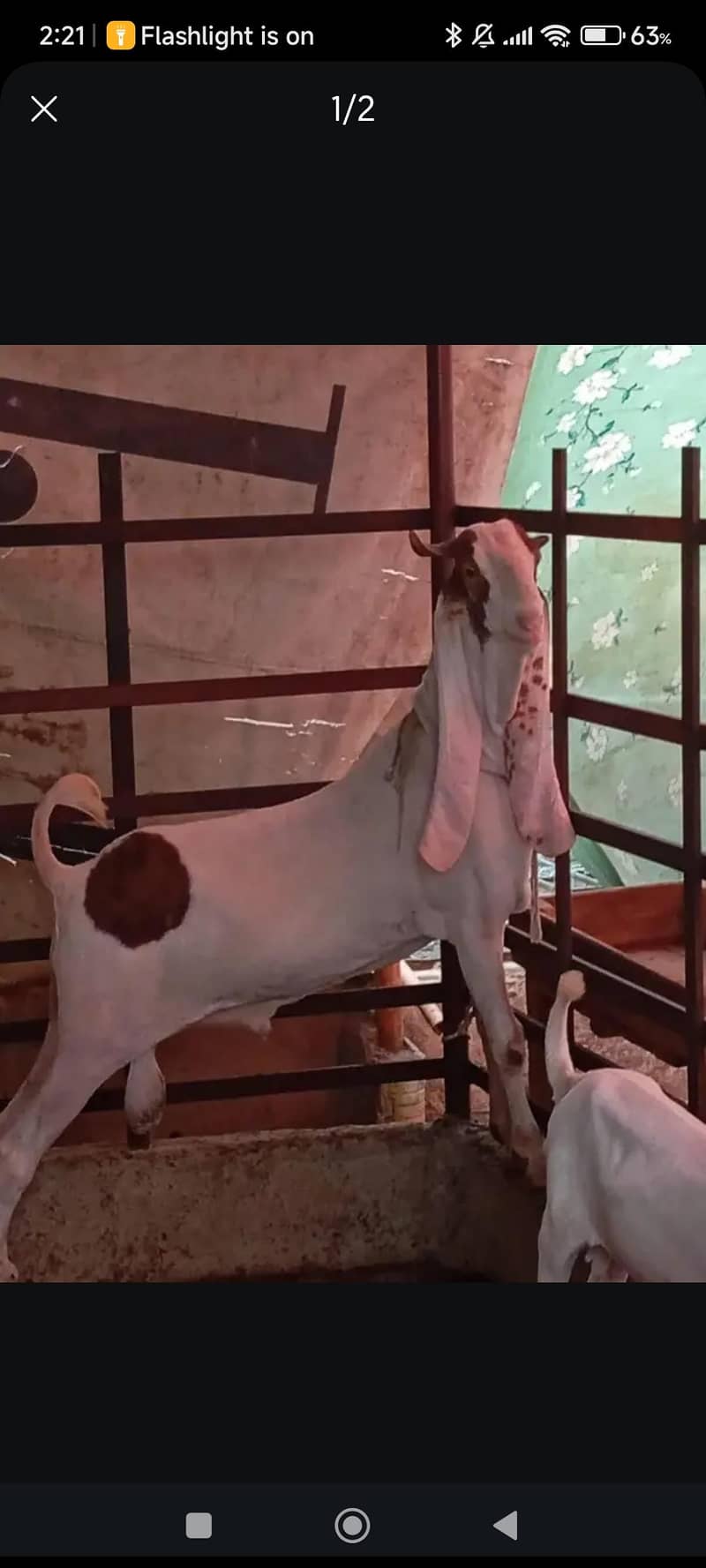 bakra 0