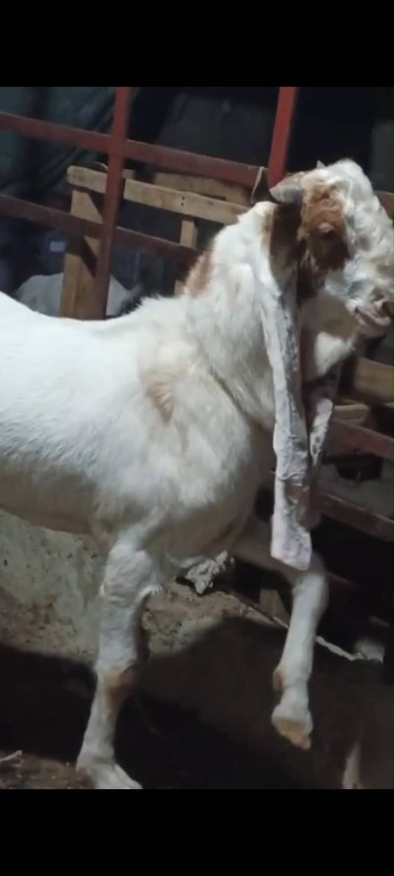 bakra 1