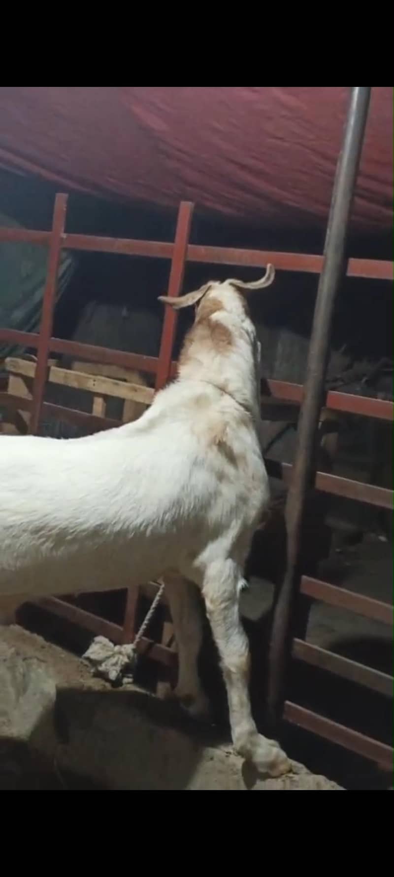 bakra 2