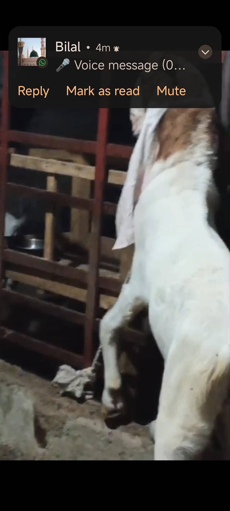 bakra 3
