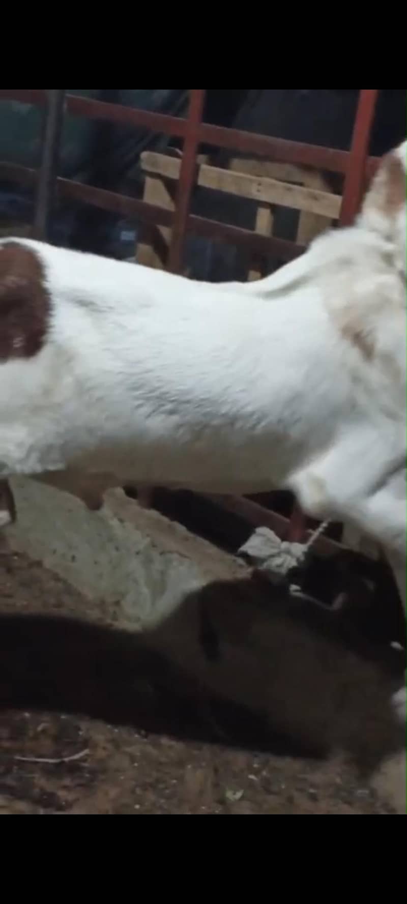 bakra 4