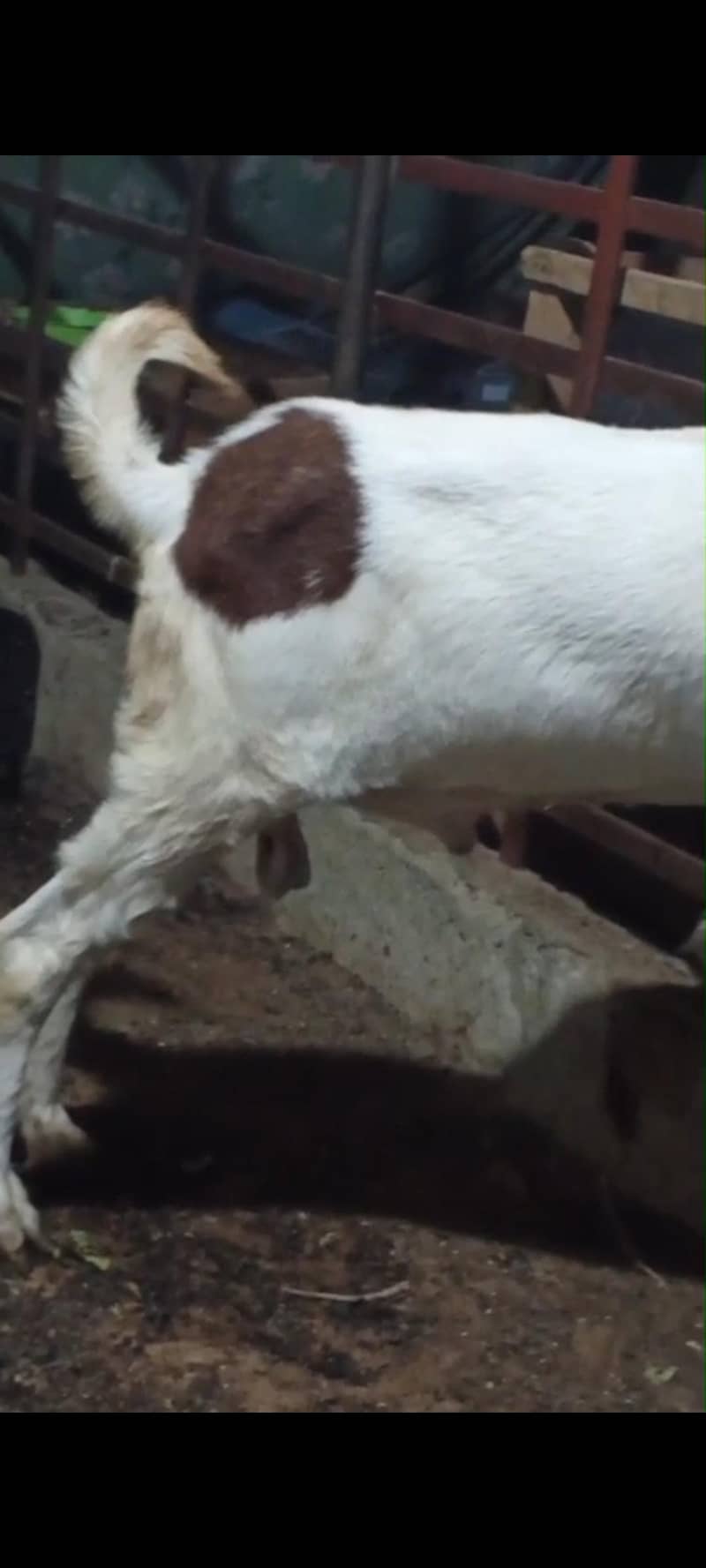 bakra 5