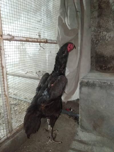 pure Black German o shamo female