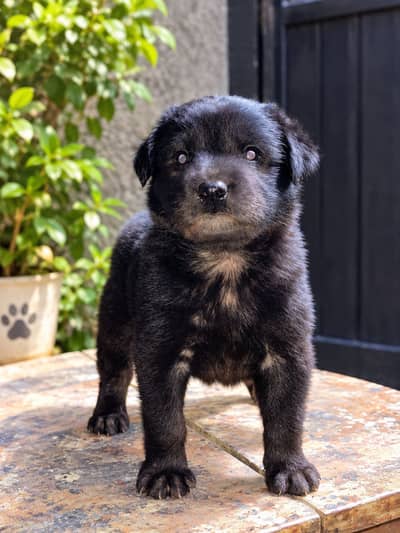 Long Coat Black German shepherd