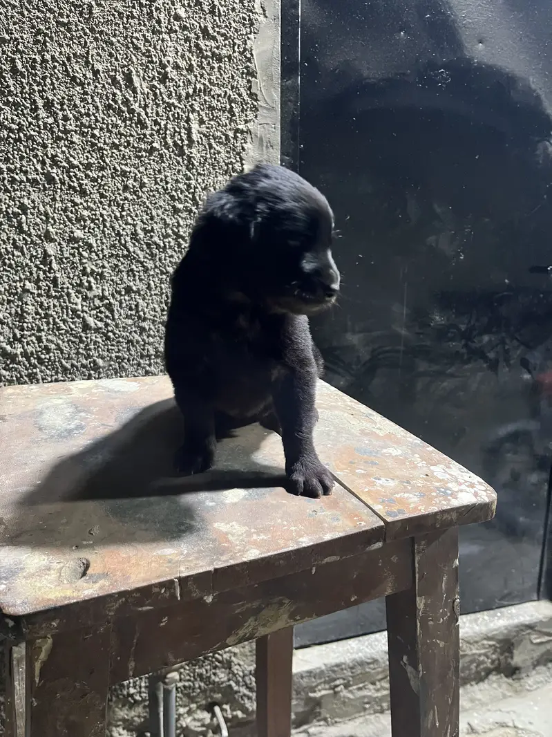 Long Coat Black German shepherd — photo 2