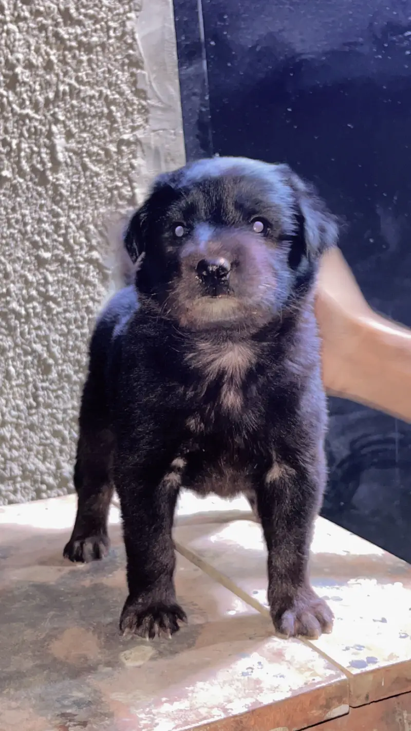 Long Coat Black German shepherd — photo 3