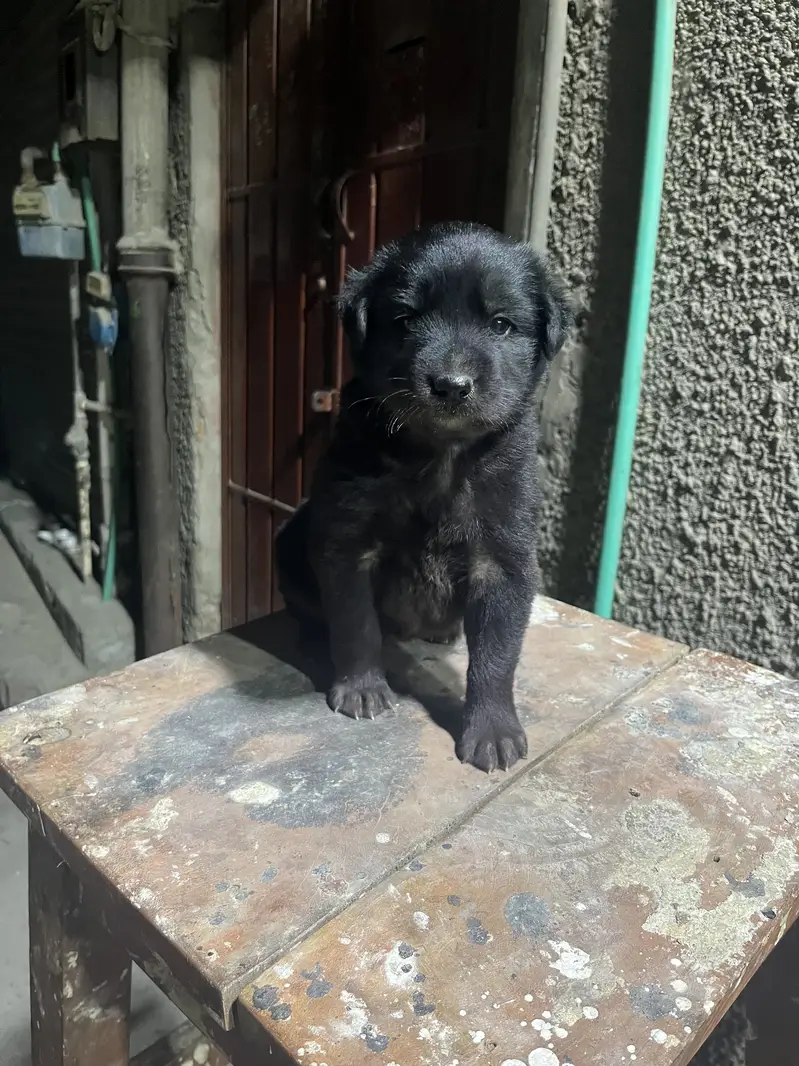Long Coat Black German shepherd — photo 4