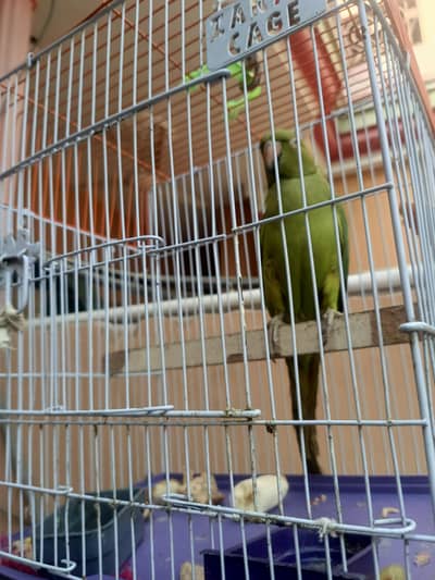 for sale LANY Waly rabta Karin