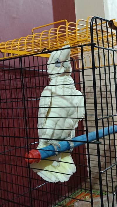 Talking & Dancing White Cockatoo for Sale. .  2 Years Old