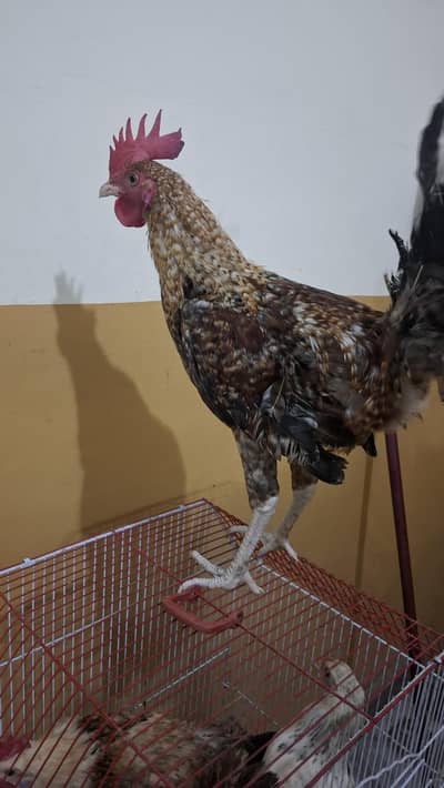 Beautiful Desi Rooster for Sale in Lahore