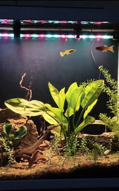 Planted Fish Aquarium Set Auto filtration Minjiang MJ-468