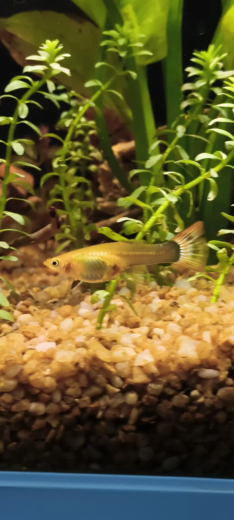Planted Fish Aquarium Set Auto filtration Minjiang MJ-468 — photo 9