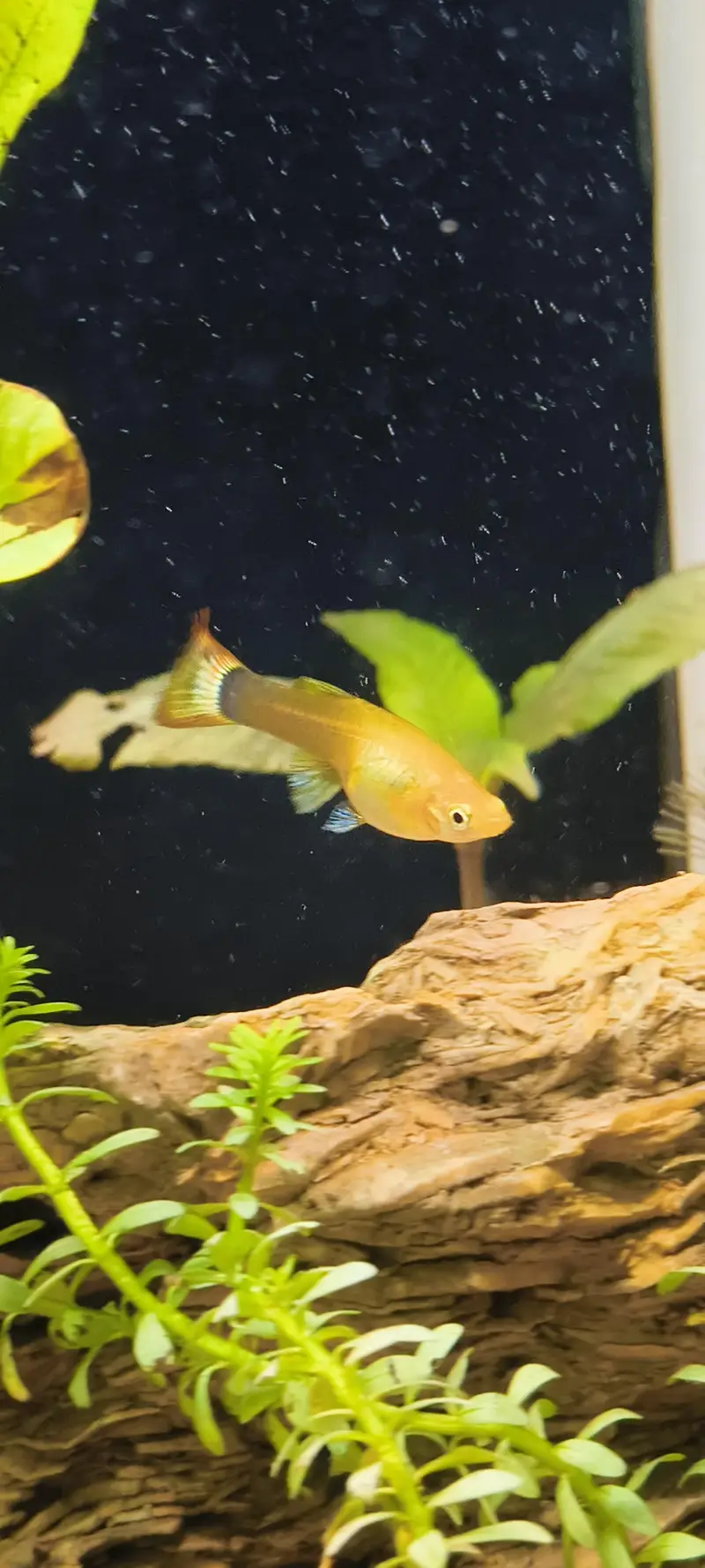 Planted Fish Aquarium Set Auto filtration Minjiang MJ-468 — photo 10