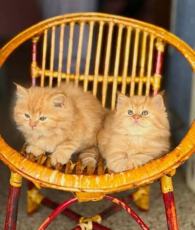 Persian kittens | triple coat | fluffy |0320//56065//57